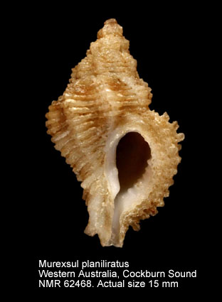 Murexsul planiliratus.jpg - Murexsul planiliratus(Reeve,1845)